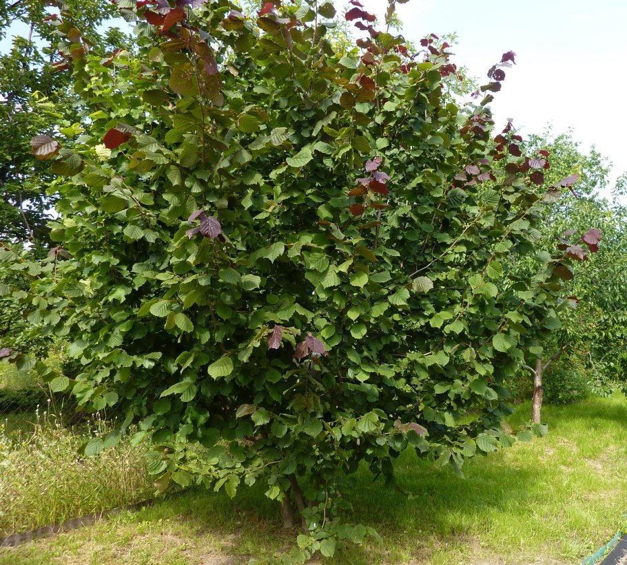 Вяз шершавый Ulmus glabra pendula