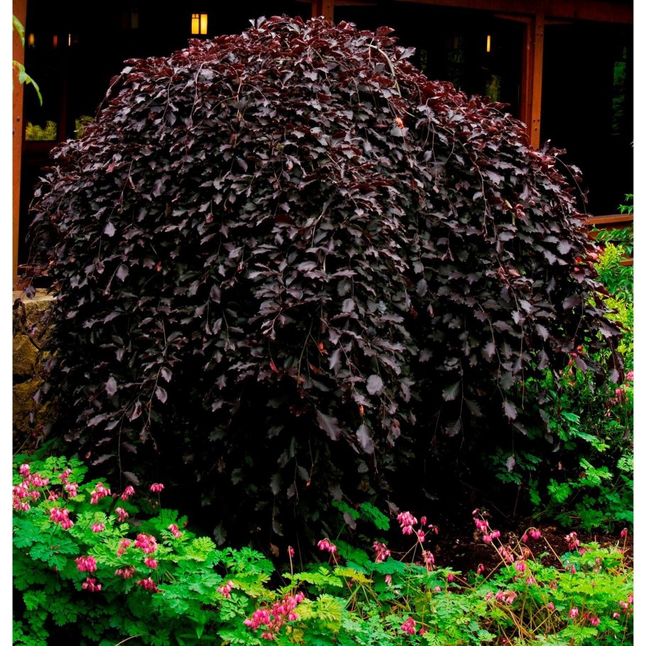 Лещина обыкновенная краснолистная