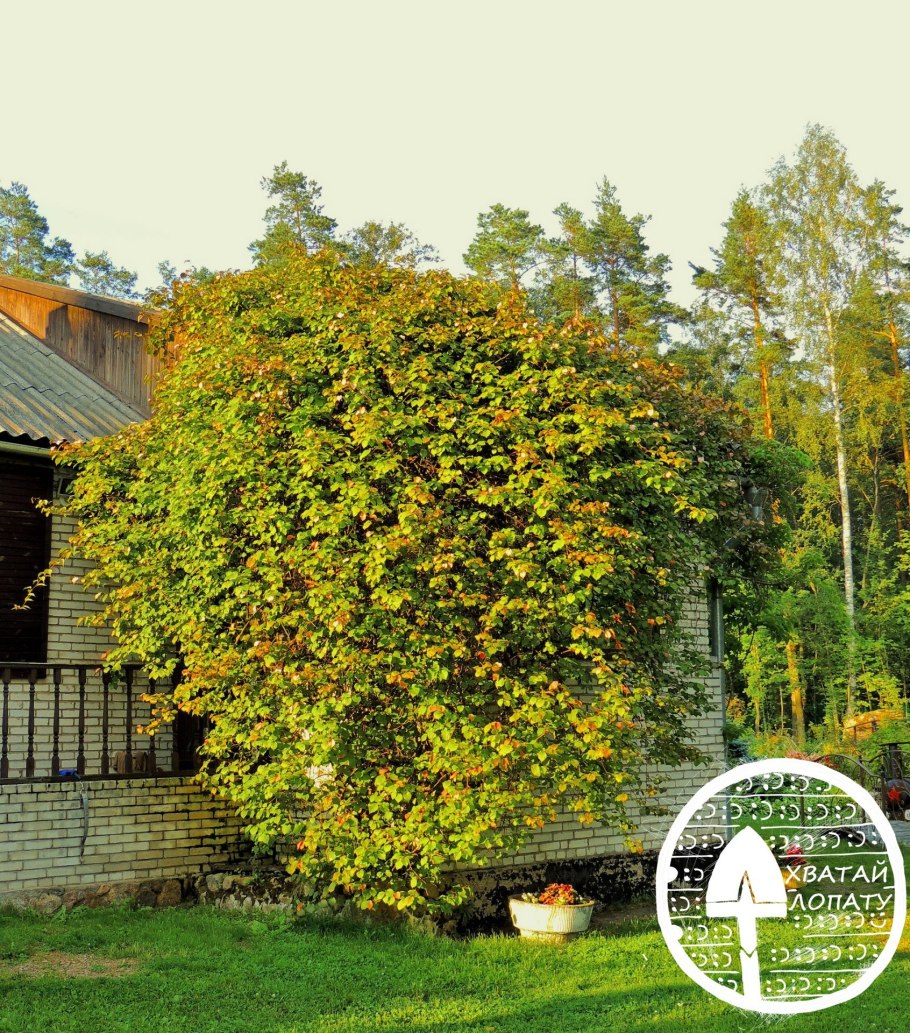 Садовая композиция из лещины