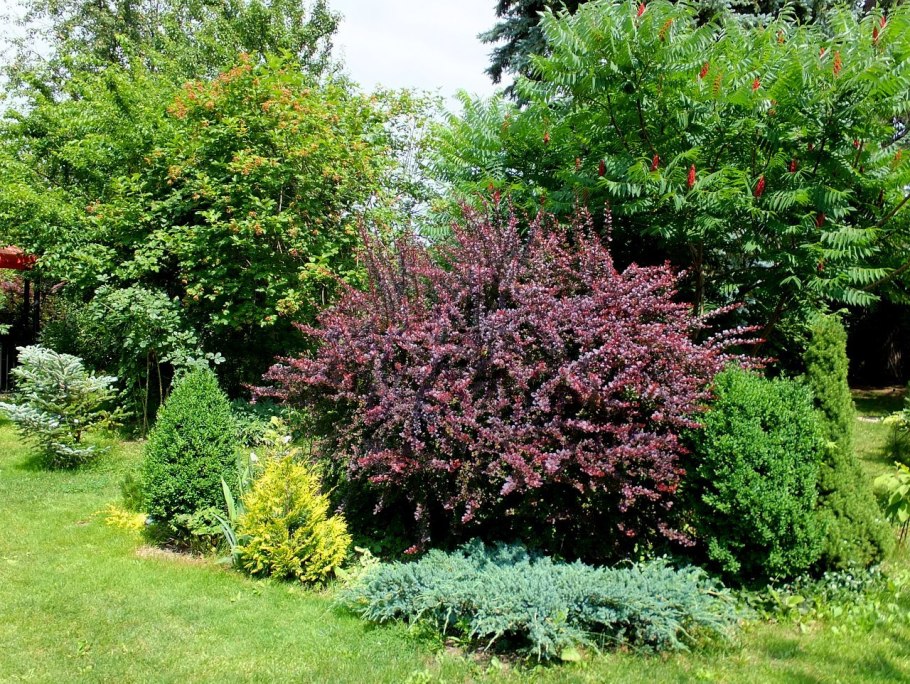 Лещина обыкновенная краснолистная