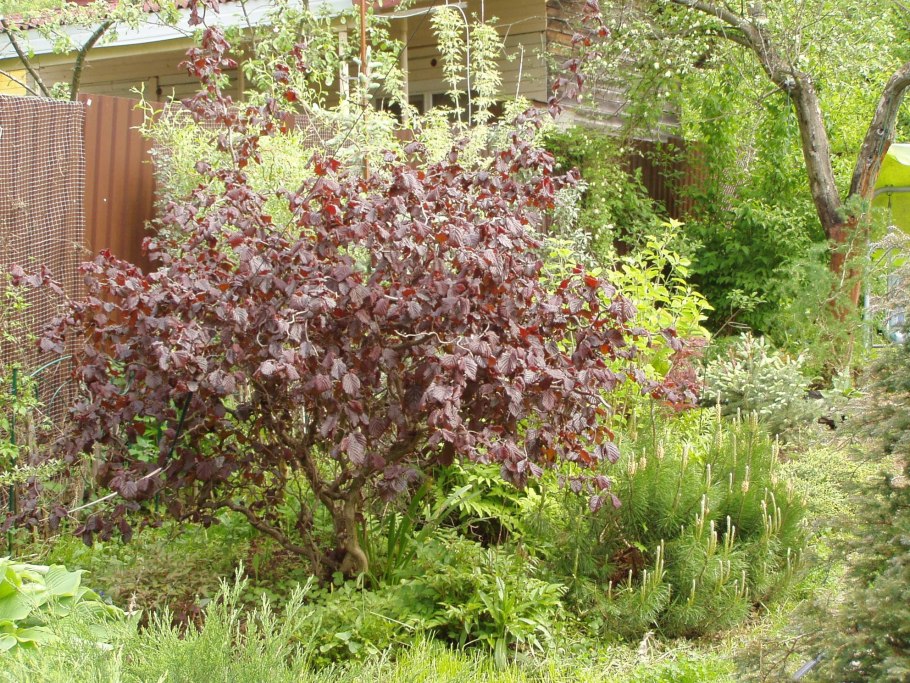 Бук Лесной purpurea