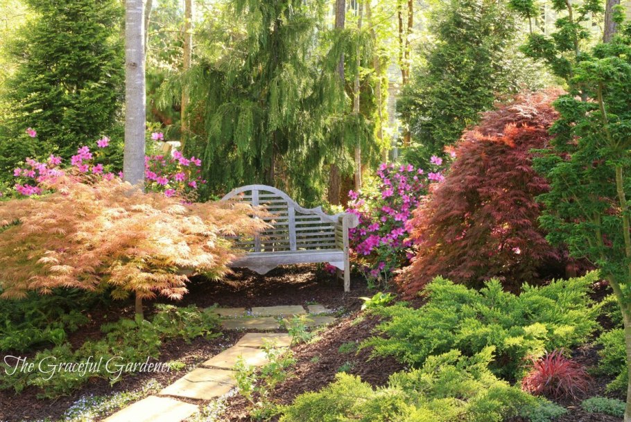 Граб обыкновенный Пендула