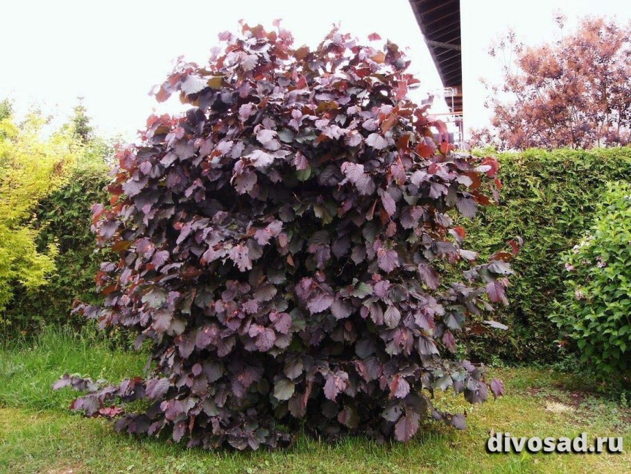 Клен краснолистный