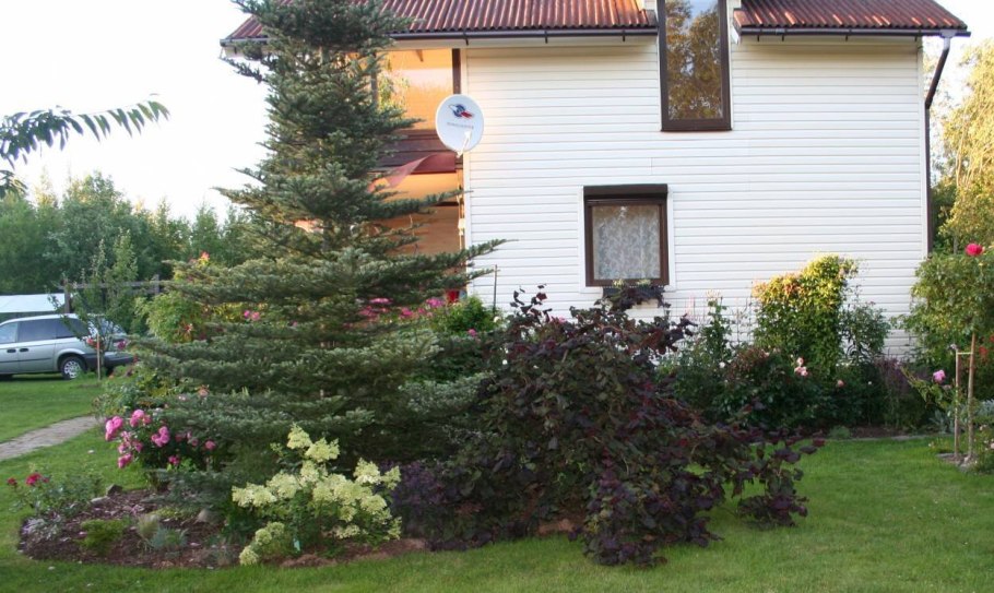 Лещина обыкновенная краснолистная