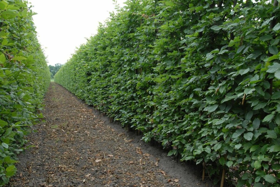 Лещина обыкновенная краснолистная