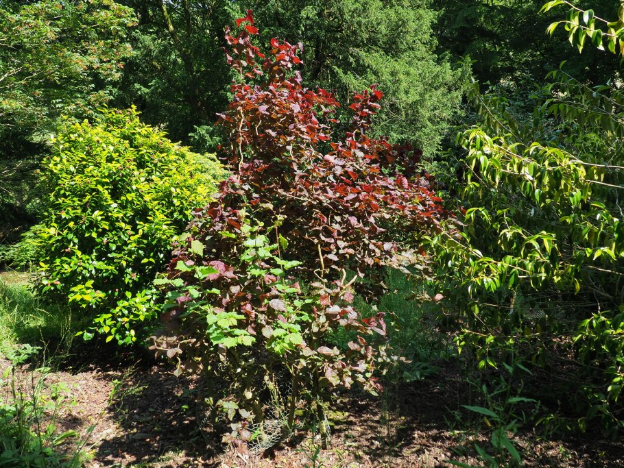 Лещина обыкновенная краснолистная