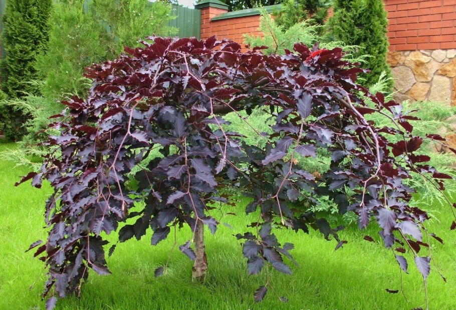 Acer palmatum Atropurpureum