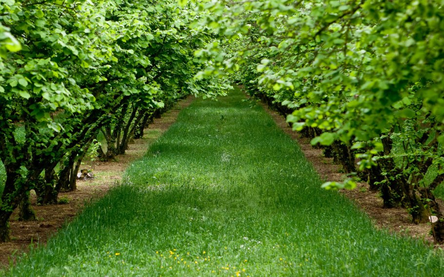 Клен palmatum Bloodgood
