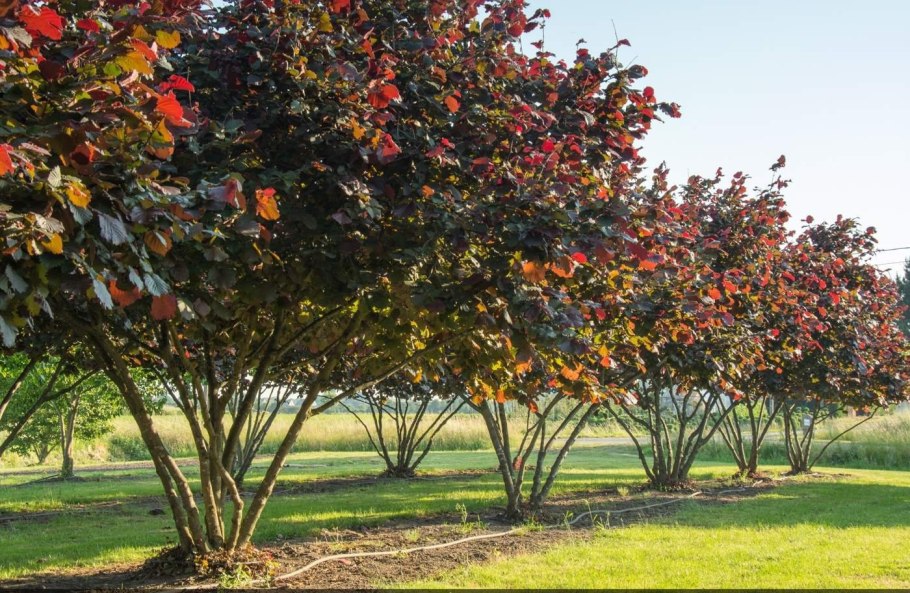 Клен остролистный Acer platanoides Royal Red