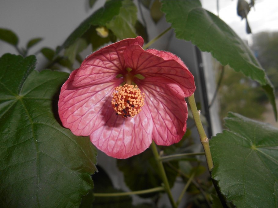 Абутилон индийский