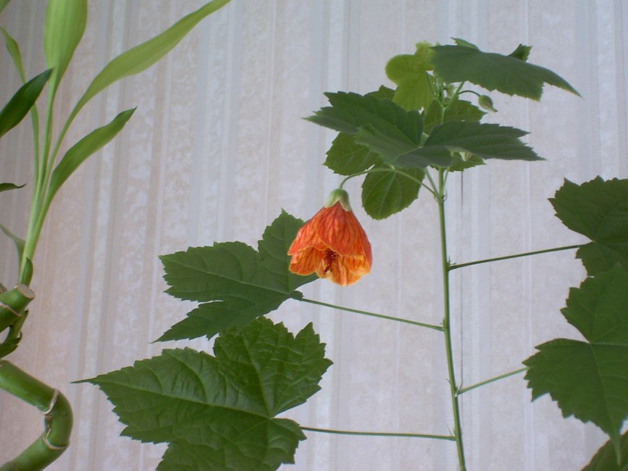 Абутилон мегапотамский