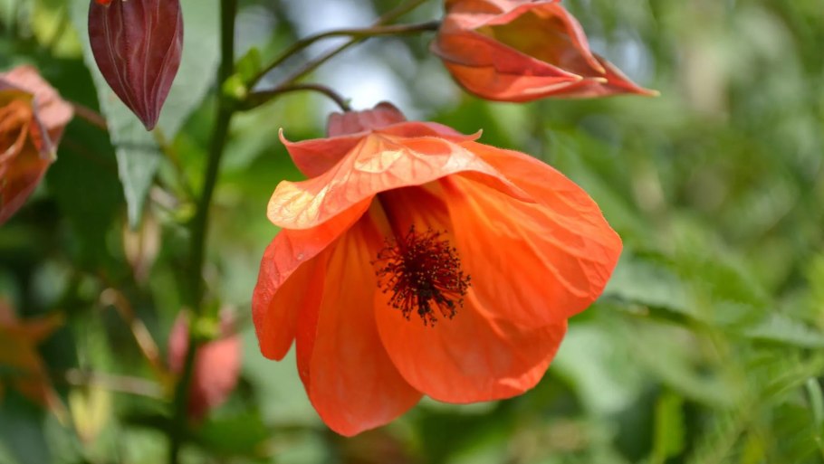 Абутилон Джульетта