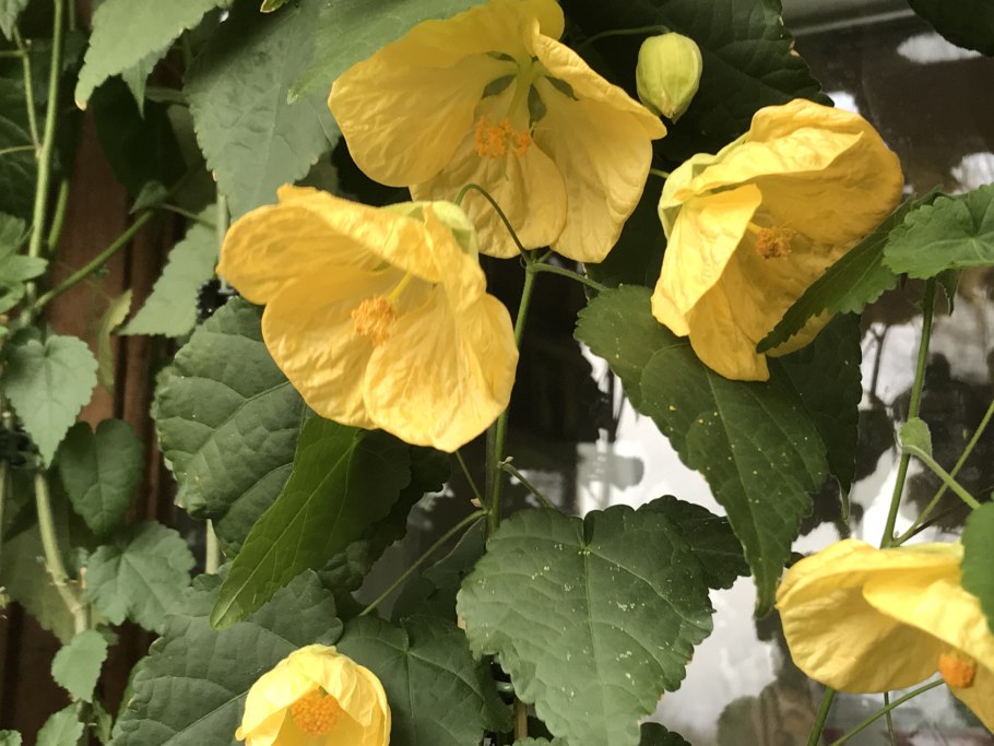 Абутилон паспорт комнатного растения