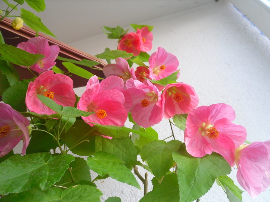 Абутилон кленовый