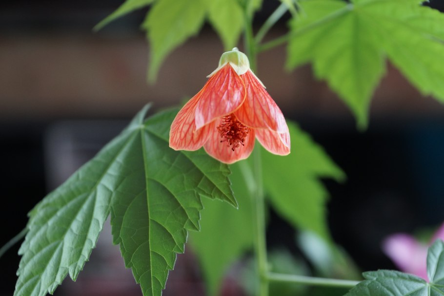 Абутилон Селло