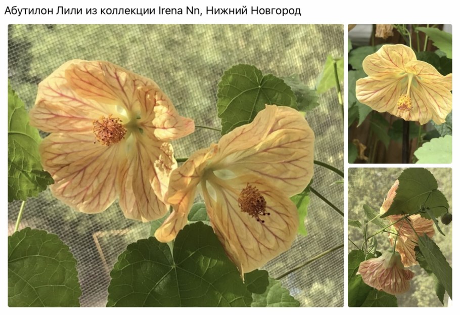 Среднерослые абутилоны какой размер и цвета бывают