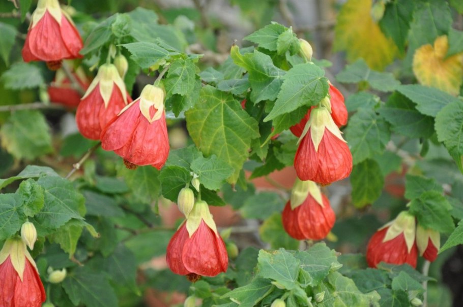 Абутилон гибридный Бельвью