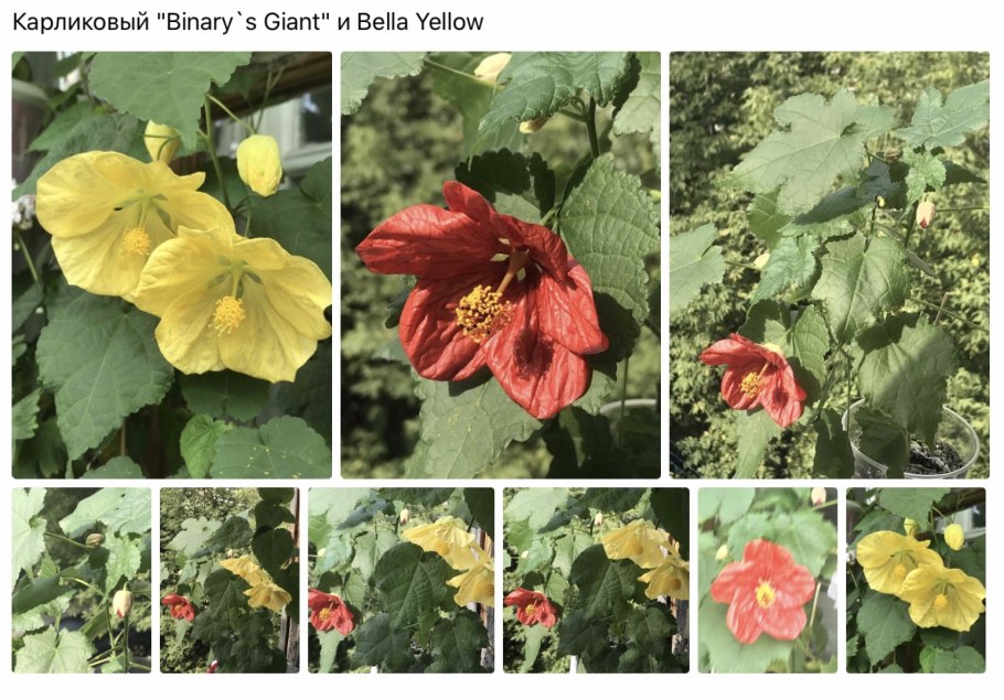 Абутилон Ultraviolet