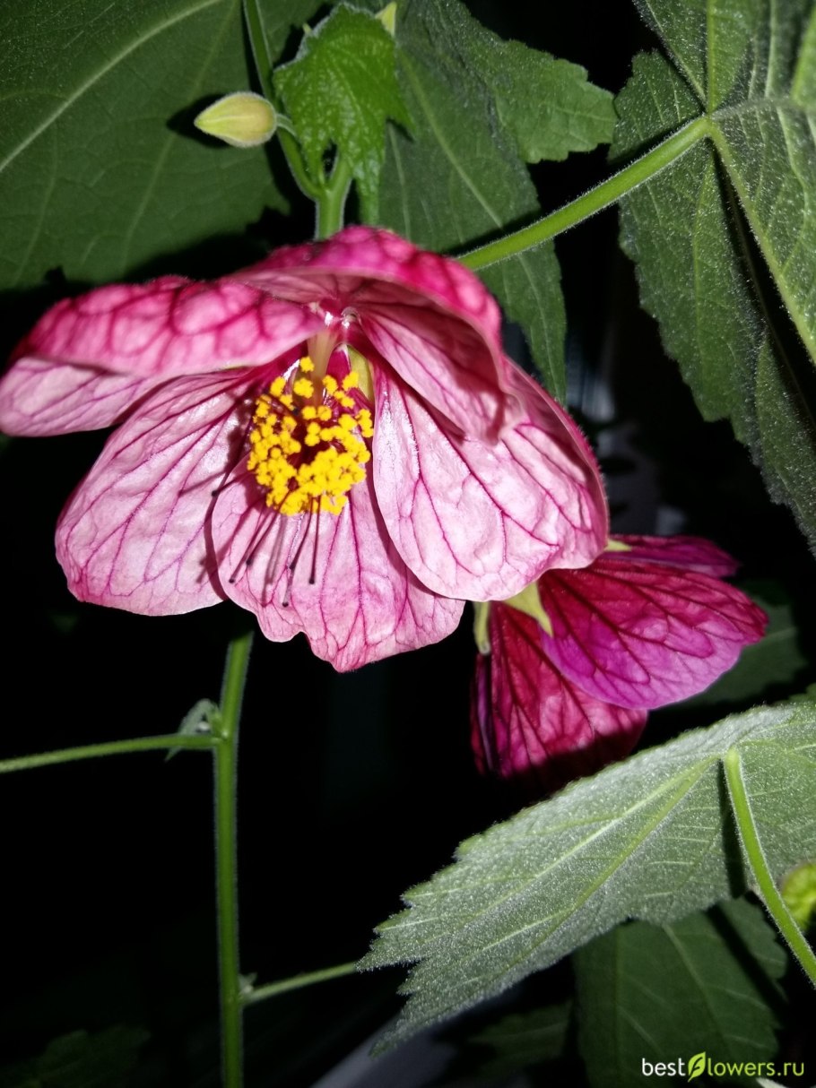 Абутилон манго