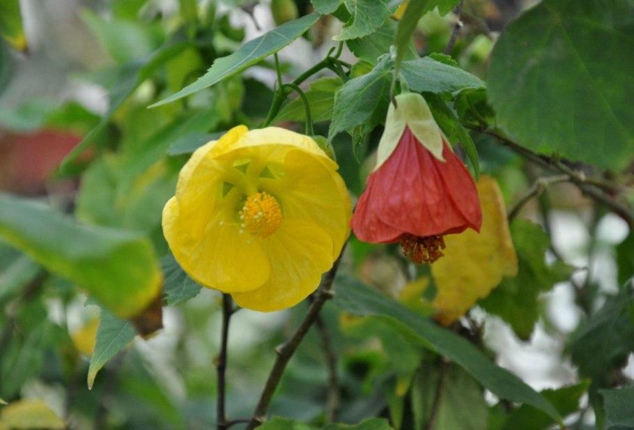 Абутилон Джульетта