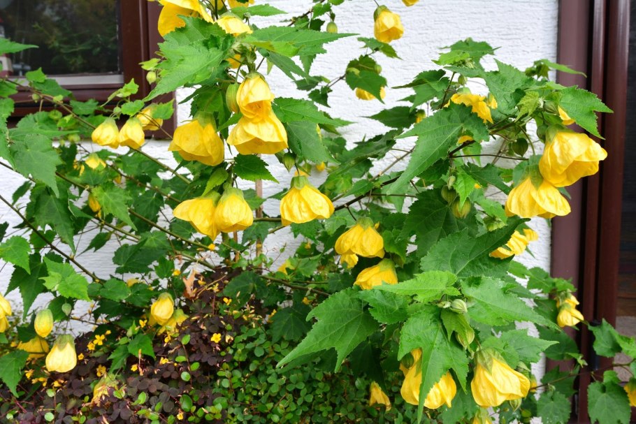 Абутилон Лилак Вондер