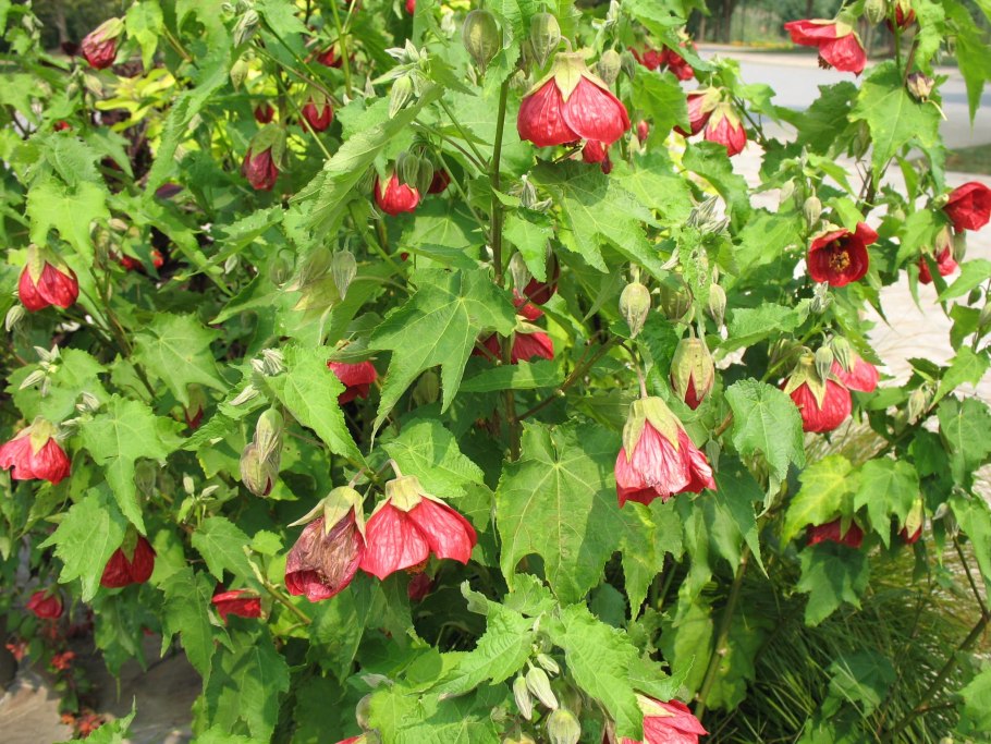 Abutilon crispum плоды