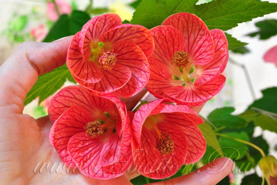 Абутилон гибридный Бельвю