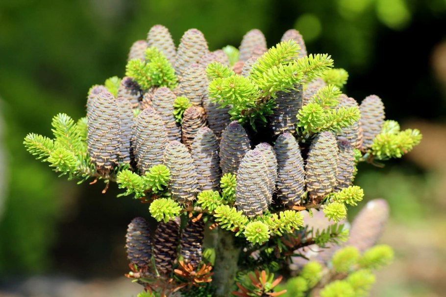 Пихта Кореана Silberlocke