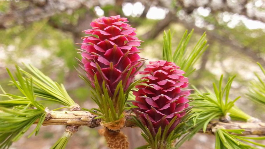 Конус в природе