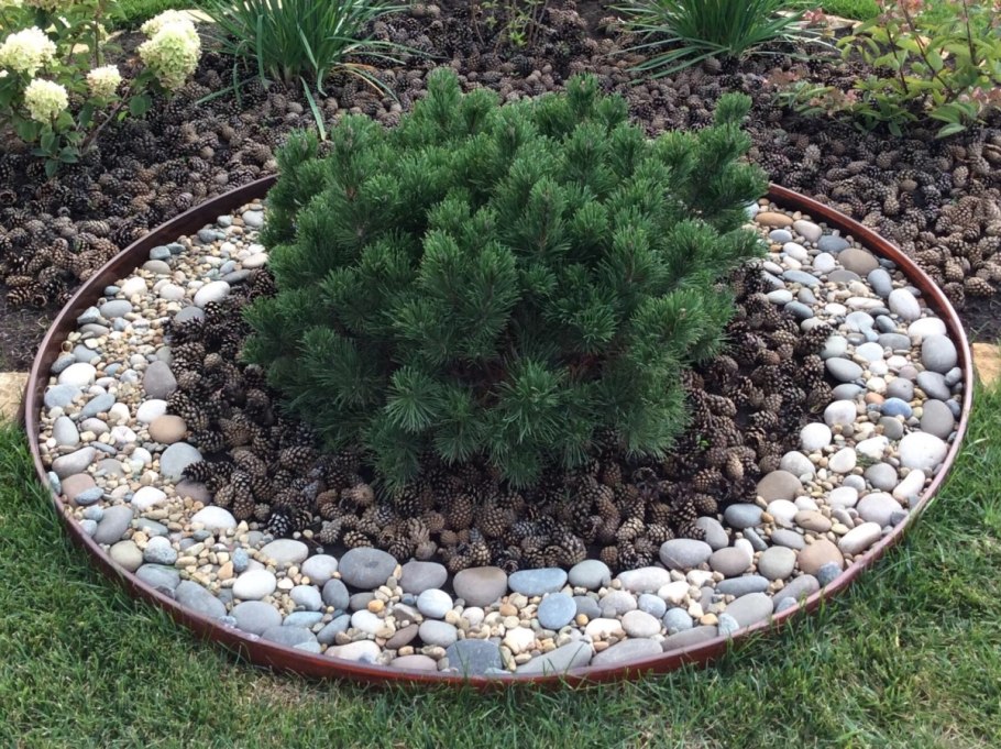 Мульчирование хвойников