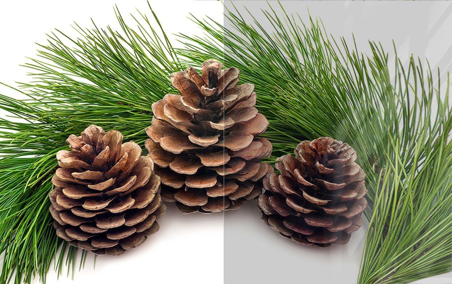 Ликвидамбар семена