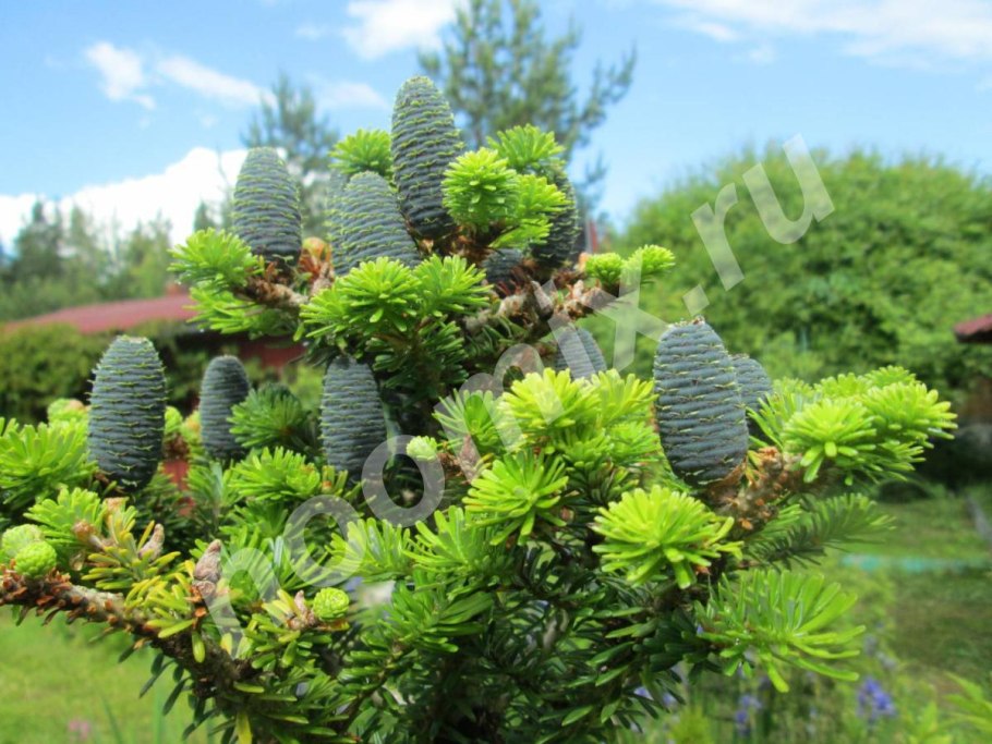 Abies procera glauca