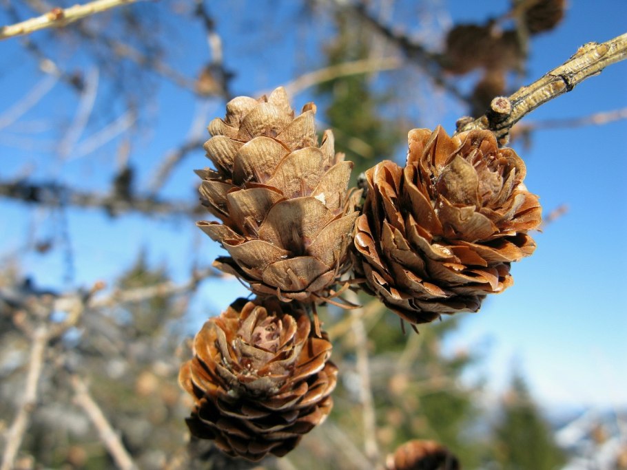 Ворсянка ворсовая шишка