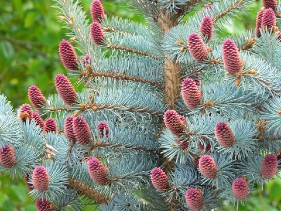 Пихта Abies Koreana