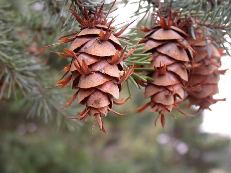 Лаконос американский антрацит