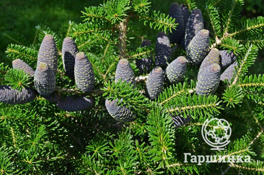 Пихта корейская Молли