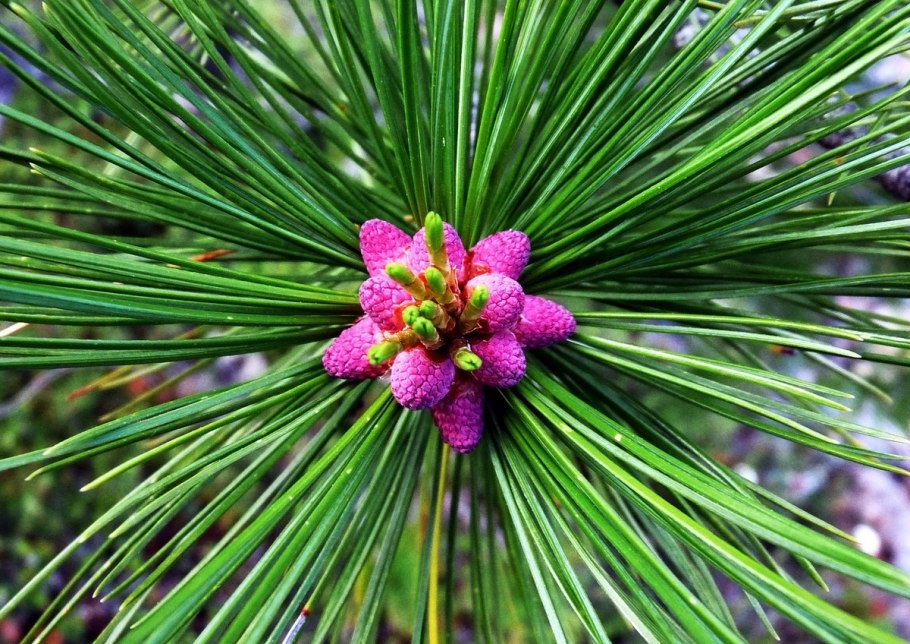 Сибирский кедр растет