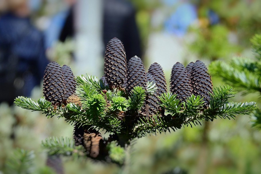 Пихта бальзамическая хвоя