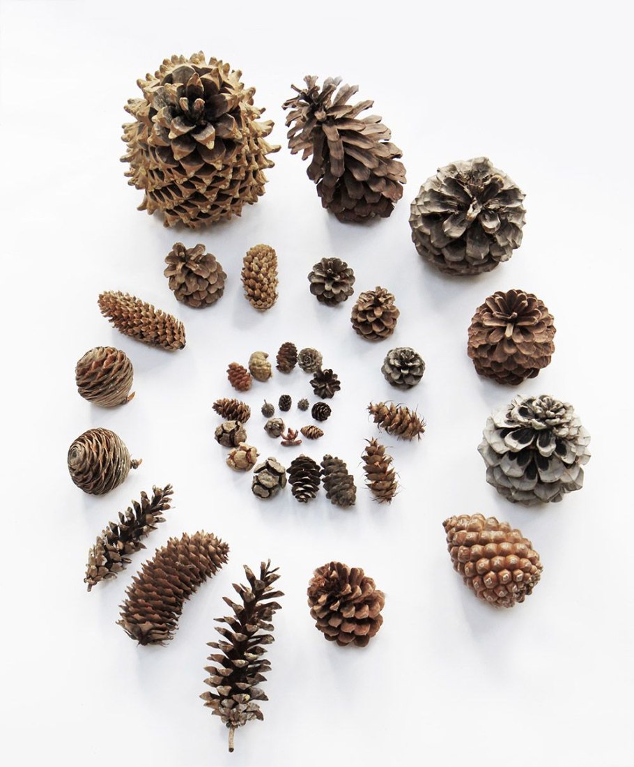 Ель обыкновенная Picea Abies