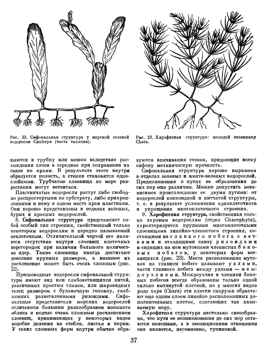 Сообщение о водорослях