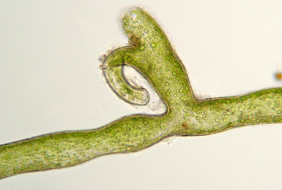 Ульва жгутики