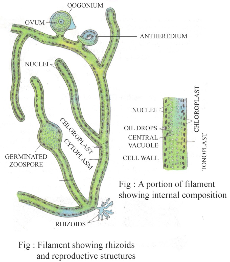 Вегетативное размножение водорослей