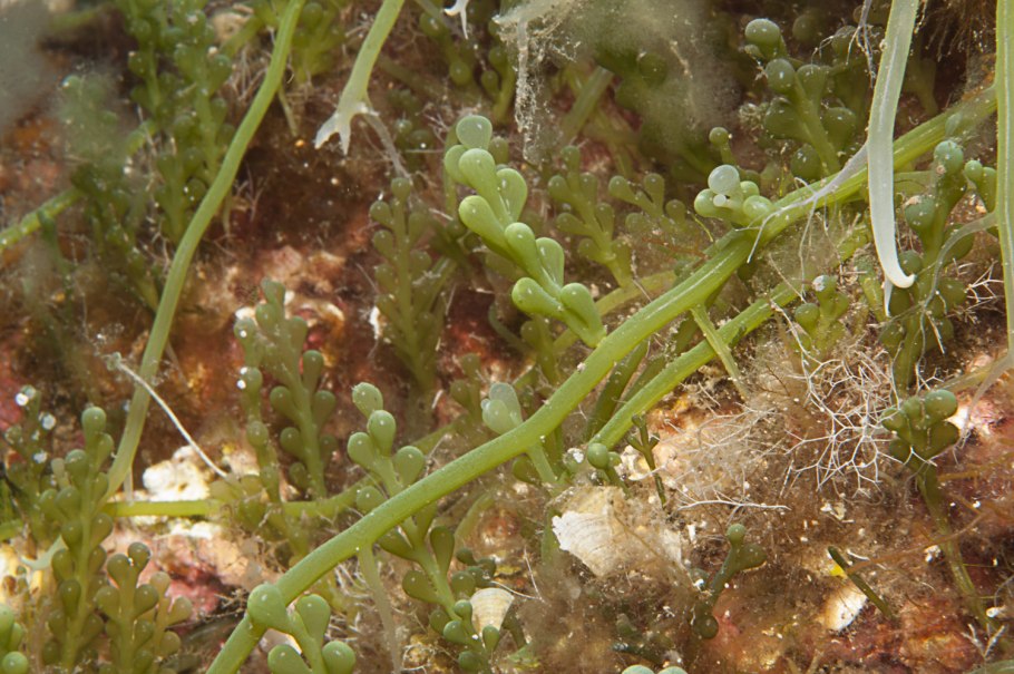 Нитчатая водоросль спирогира