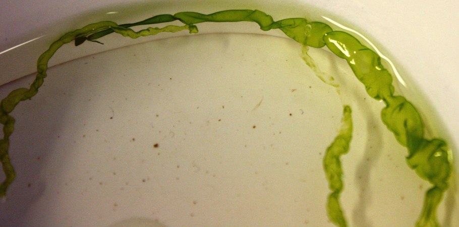 Фукус, ламинария, аскофиллум