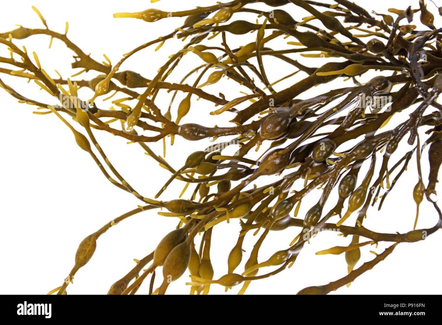 Зеленая водоросль энтероморфа