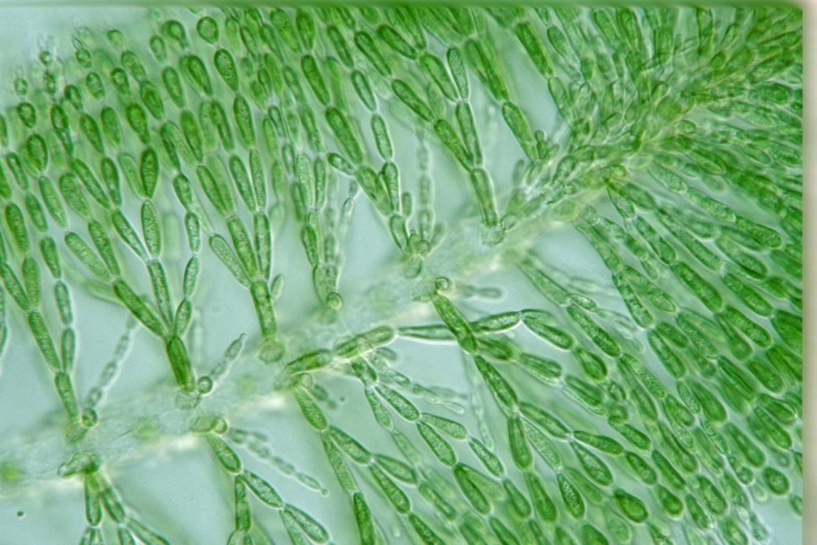 Характеристика водорослей 5 класс