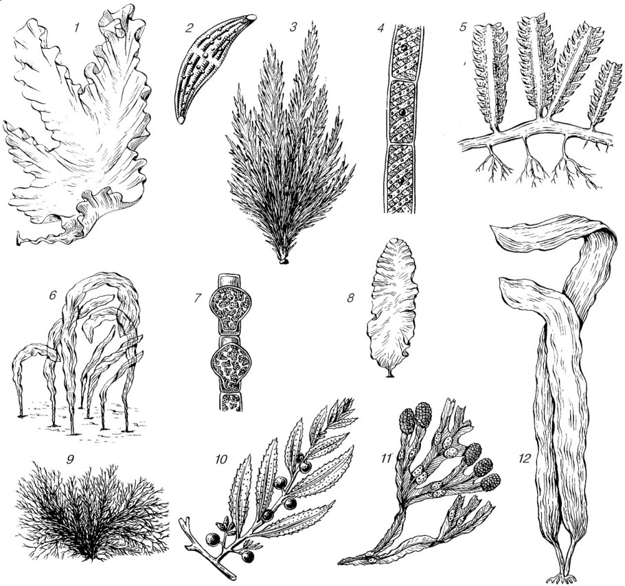 . Xanthophyta - желто зеленые водоросли.