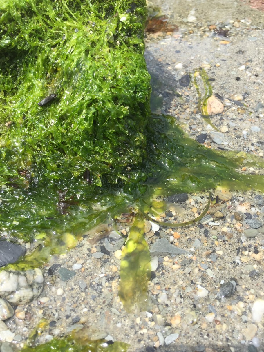 Vaucheria жизненный цикл