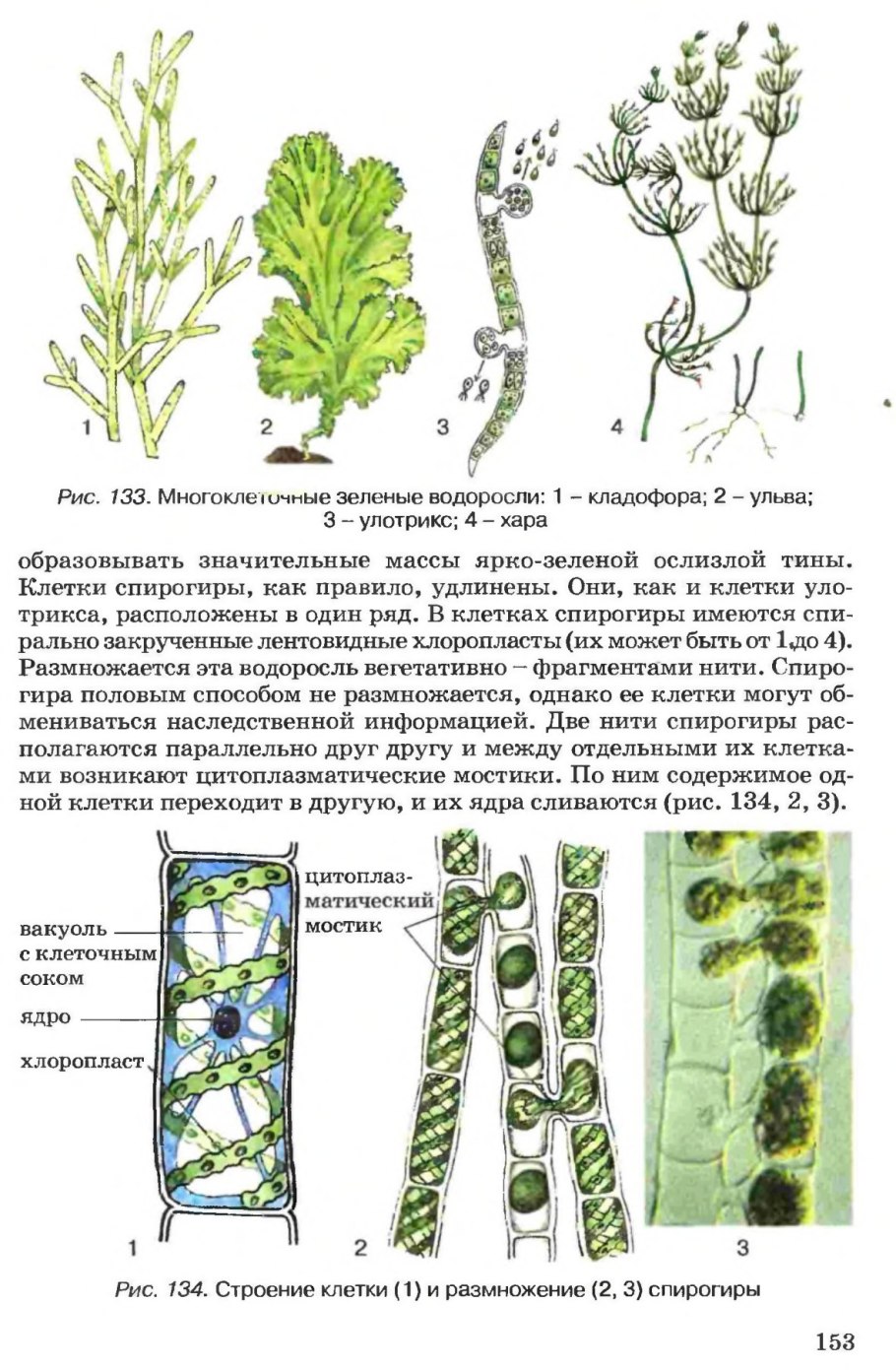 Водоросли. зелёные и многоклеточные