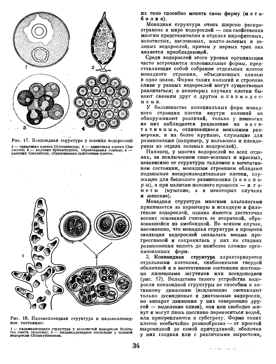 Монадная структура водоросли